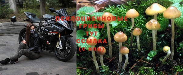 СК Дмитров