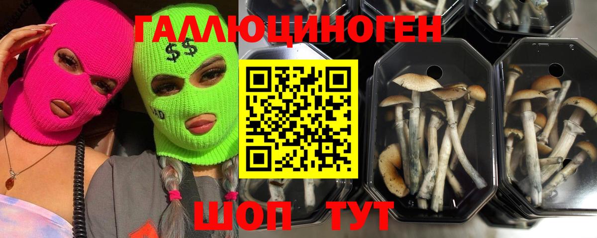 Богданович  Псилоцибиновые грибы мицелий  Вход с VPN 