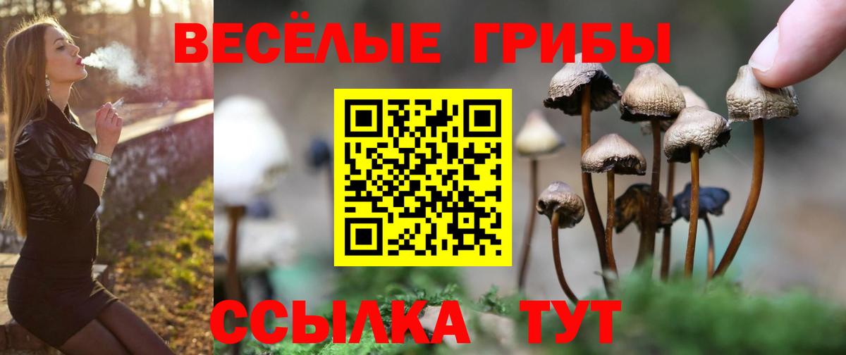 Псилоцибиновые грибы мицелий Богданович